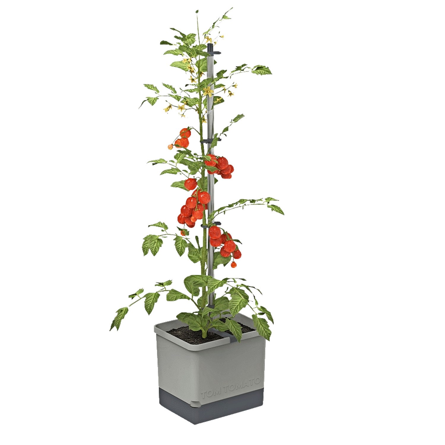 Garden Life Tom Tomato
